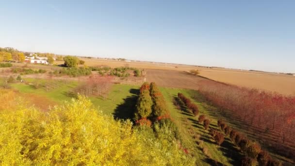 Vista aérea del árbol de hojas amarillas — Vídeo de stock