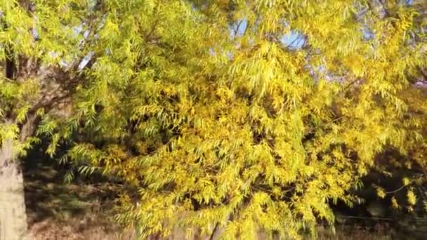 Vista aérea del árbol de hojas amarillas — Vídeo de stock