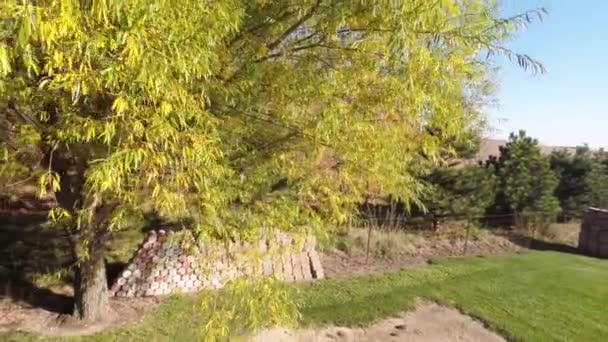 Vista aérea da árvore de folha amarela — Vídeo de Stock