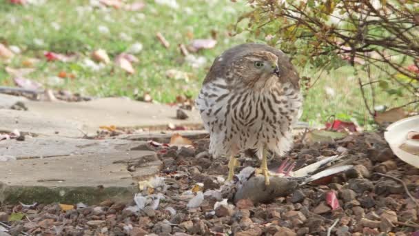 Faucons mangeant des proies — Video