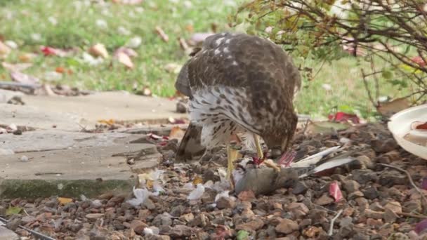 Halcón comiendo presa — Vídeo de stock