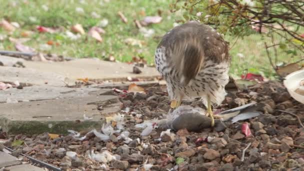 Halcón comiendo presa — Vídeo de stock