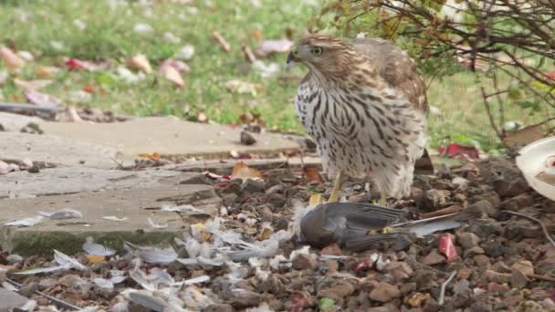 Halcón comiendo presa — Vídeo de stock