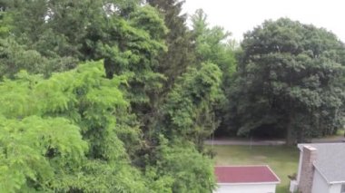 Ormandaki ağaçların havadan görünüşü