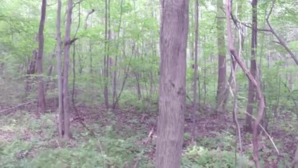 Vista aérea de los árboles en el bosque — Vídeos de Stock