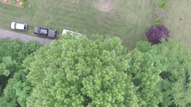 Uitzicht vanuit de lucht op bomen in het bos — Stockvideo