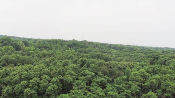 Vista aérea de los árboles en el bosque — Vídeos de Stock