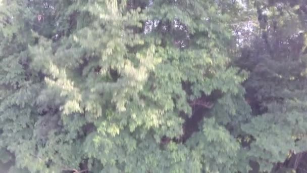 Vista aérea de los árboles en el bosque — Vídeo de stock