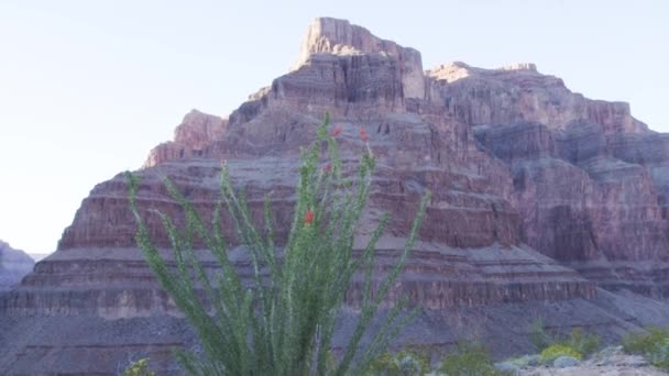 Δείτε από το έδαφος στο Grand Canyon — Αρχείο Βίντεο