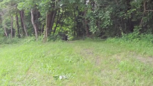 Caminar o hacer ejercicio a lo largo del camino de tierra en el bosque — Vídeos de Stock