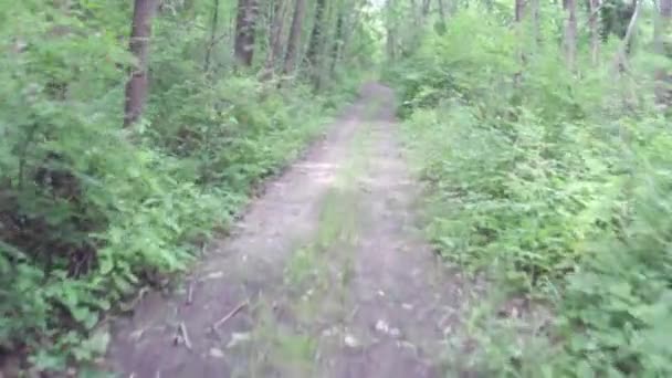 Exercice de marche ou de course le long du chemin de terre en forêt — Video