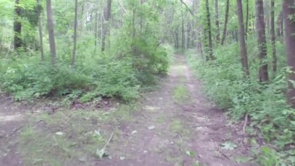 Exercice de marche ou de course le long du chemin de terre en forêt — Video