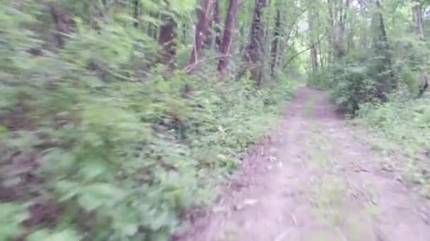 Exercice de marche ou de course le long du chemin de terre en forêt 