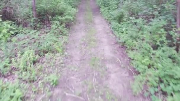 Caminar o hacer ejercicio a lo largo del camino de tierra en el bosque — Vídeo de stock