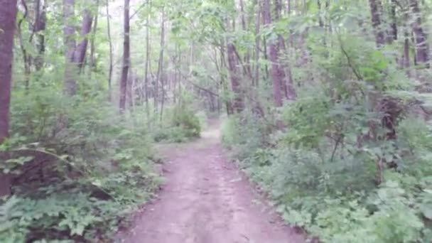 Exercice de marche ou de course le long du chemin de terre en forêt — Video