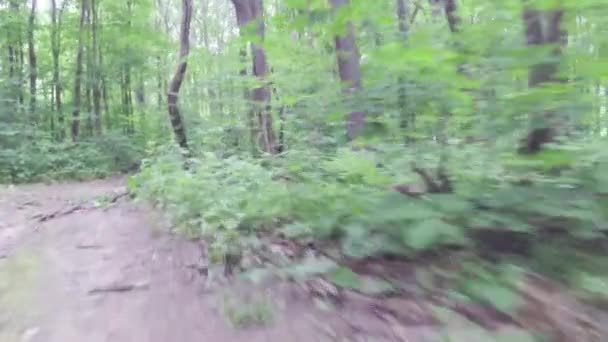 Caminar o hacer ejercicio a lo largo del camino de tierra en el bosque — Vídeos de Stock