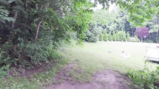 Caminar o hacer ejercicio a lo largo del camino de tierra en el bosque — Vídeos de Stock