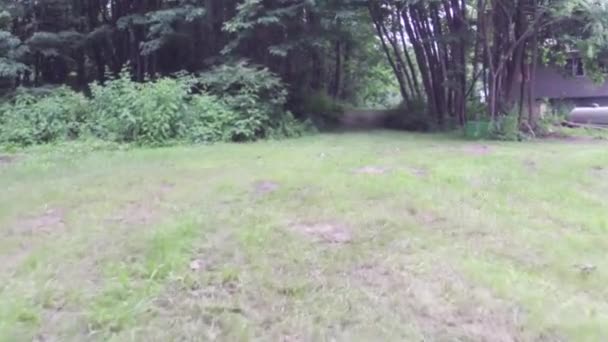 Wandelen of hardlopen oefening vuil weg in bos — Stockvideo