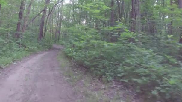 Exercice de marche ou de course le long du chemin de terre en forêt — Video