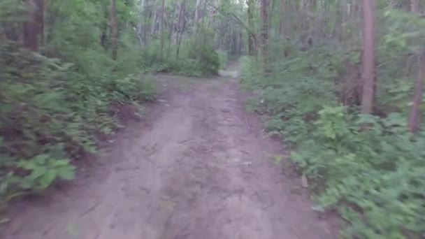 Caminar o hacer ejercicio a lo largo del camino de tierra en el bosque — Vídeo de stock