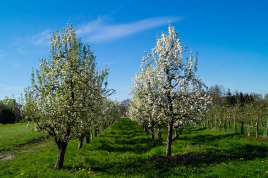 Hamburg Almanya 'sı yakınlarındaki eski ülkede çiçek açan meyve ağaçları