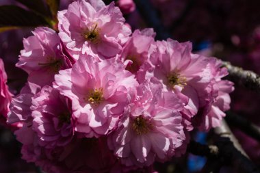 Hamburg Almanya 'sı yakınlarındaki eski ülkede çiçek açan meyve ağaçları