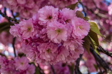 Hamburg Almanya 'sı yakınlarındaki eski ülkede çiçek açan meyve ağaçları