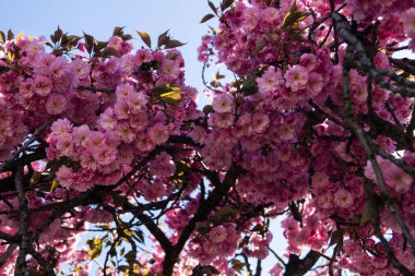 Hamburg Almanya 'sı yakınlarındaki eski ülkede çiçek açan meyve ağaçları