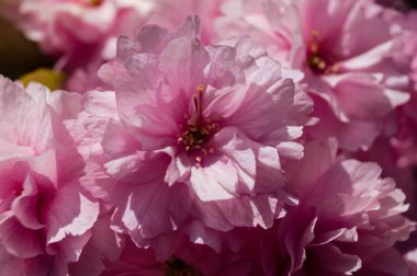 Hamburg Almanya 'sı yakınlarındaki eski ülkede çiçek açan meyve ağaçları