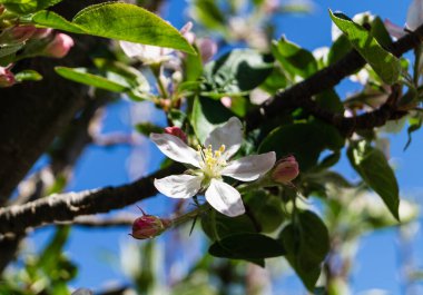 Hamburg Almanya 'sı yakınlarındaki eski ülkede çiçek açan meyve ağaçları
