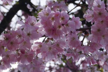Hamburg Almanya 'sı yakınlarındaki eski ülkede çiçek açan meyve ağaçları