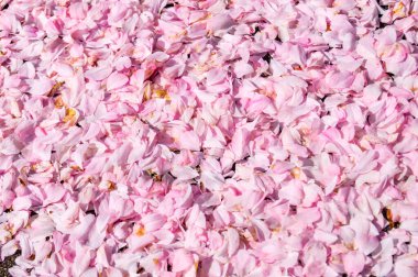 Hamburg Almanya 'sı yakınlarındaki eski ülkede çiçek açan meyve ağaçları