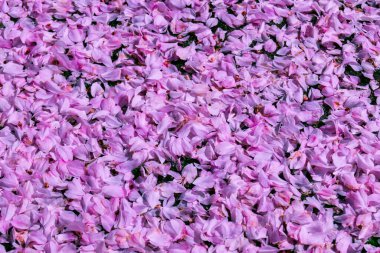 Hamburg Almanya 'sı yakınlarındaki eski ülkede çiçek açan meyve ağaçları