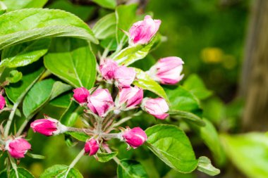 Hamburg Almanya 'sı yakınlarındaki eski ülkede çiçek açan meyve ağaçları