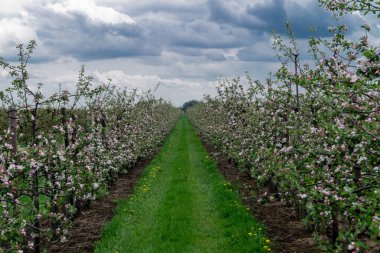Hamburg Almanya 'sı yakınlarındaki eski ülkede çiçek açan meyve ağaçları