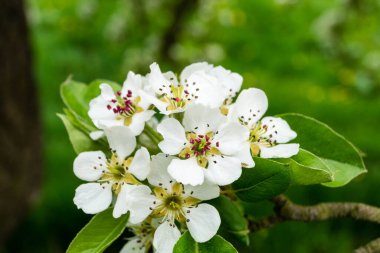 Hamburg Almanya 'sı yakınlarındaki eski ülkede çiçek açan meyve ağaçları