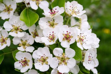 Hamburg Almanya 'sı yakınlarındaki eski ülkede çiçek açan meyve ağaçları