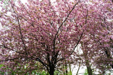 Hamburg Almanya 'sı yakınlarındaki eski ülkede çiçek açan meyve ağaçları
