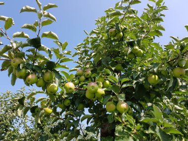 Eski Land Hamburg 'da elma hasadı
