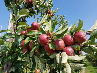 Eski Land Hamburg 'da elma hasadı