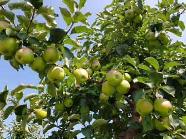 Eski Land Hamburg 'da elma hasadı