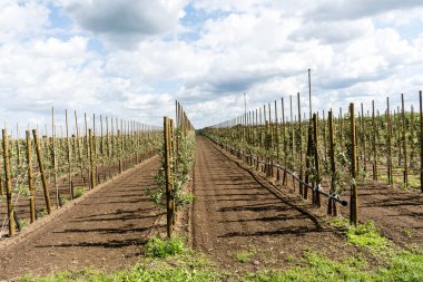 Eski Land Hamburg 'da elma hasadı