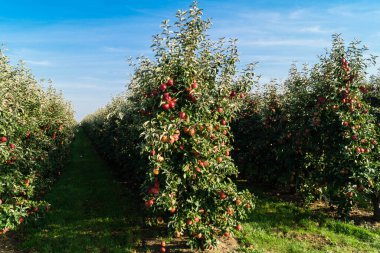Eski Land Hamburg 'da elma hasadı