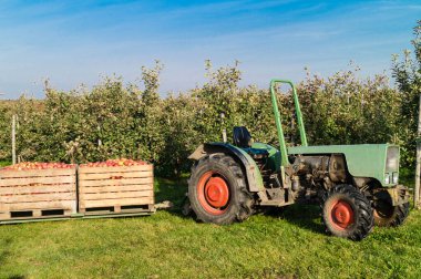 Eski Land Hamburg 'da elma hasadı
