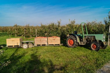 Eski Land Hamburg 'da elma hasadı