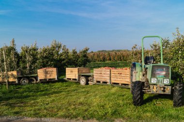 Eski Land Hamburg 'da elma hasadı