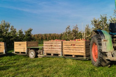 Eski Land Hamburg 'da elma hasadı