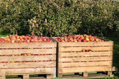 Eski Land Hamburg 'da elma hasadı