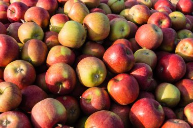 Eski Land Hamburg 'da elma hasadı