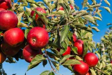 Eski Land Hamburg 'da elma hasadı